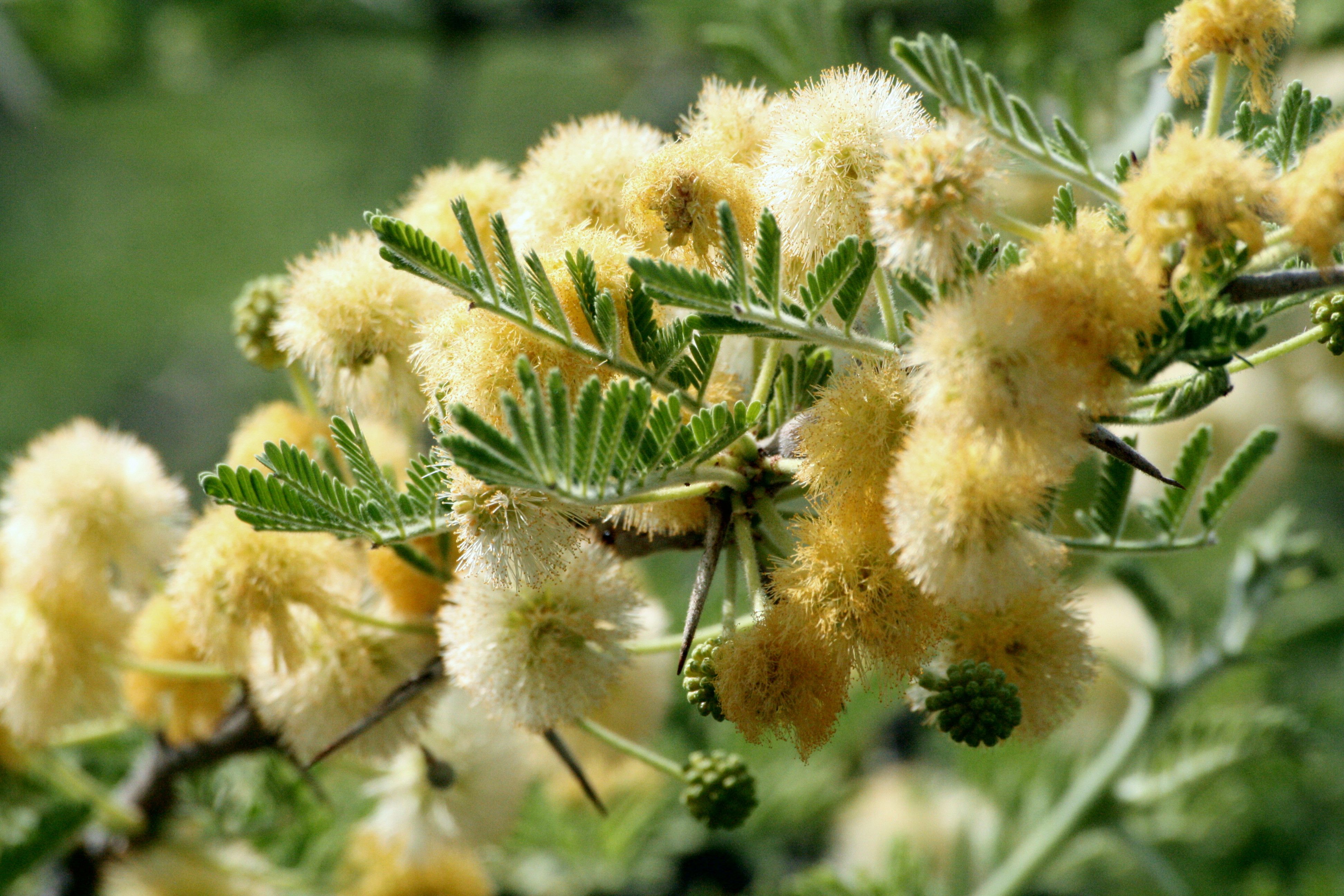 Trees, Plants and Flowers | Botswana Trails